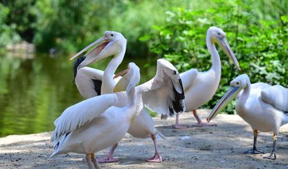 İzmir Doğal Yaşam Parkı'nın Göçmen Kuşları