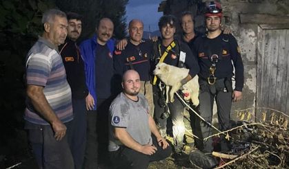 Bir Aydır Kayıp Olan Pamuk'u İzmir İtfaiyesi Kurtardı