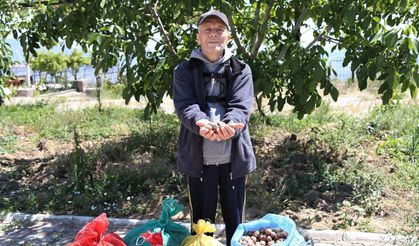 Bornovalı Çiftçinin Cevizi Çürümekten Kurtuldu