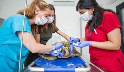 Körfez'deki Yaralı Caretta Caretta Kurtarıldı