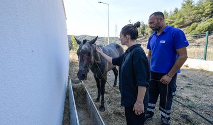 İzmir'de Yangından Kurtarılan Hayvanlar Rehabilite Ediliyor