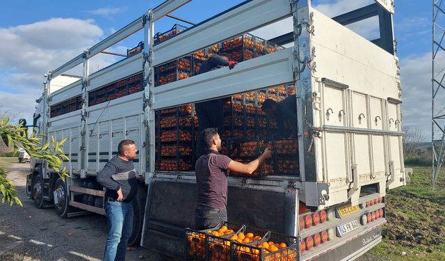 Seferihisar'dan Depremzedelere 15 Ton Mandalina