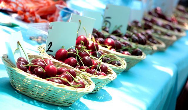 Bornova'da Kiraz Festivali Heyecanı