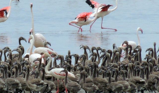 Flamingoların Büyüleyici Dünyası Bornova'da