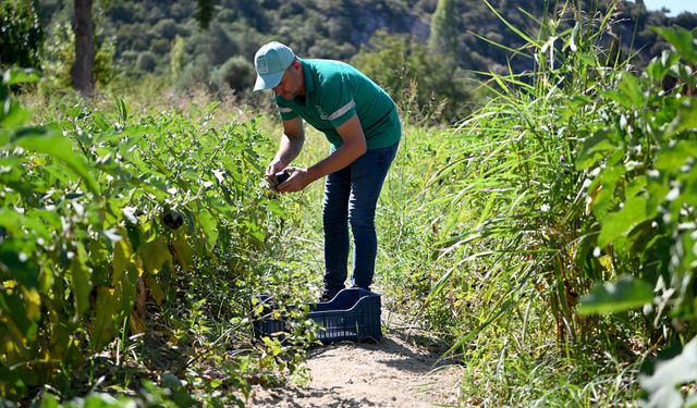 Adabahçe'nin Bereketi Kuşadalıların Sofrasını Lezzetlendirdi