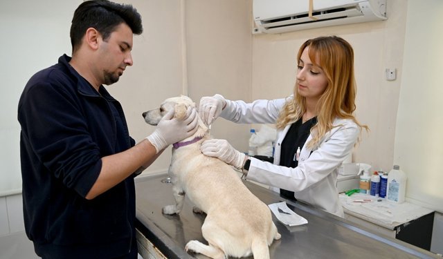 Kuşadası Belediyesi Veteriner İşleri'nden 'Mikroçip' Uyarısı
