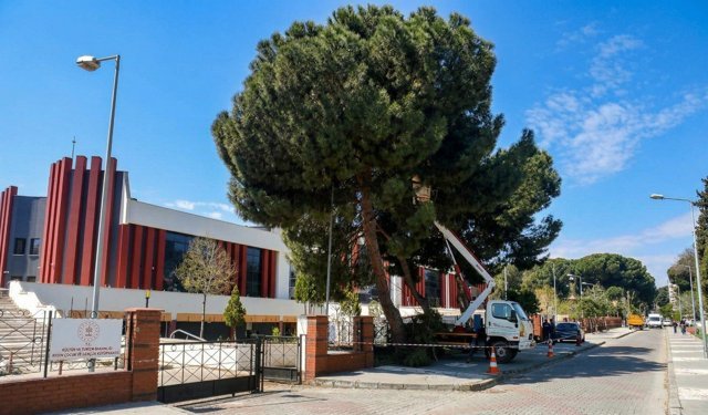 Efeler Belediyesi'nden Yüksek Çam Ağaçlarına Bakım