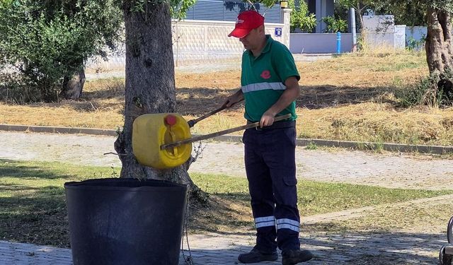 Efeler'in Yeşil Alanlarında Yaz Temizliği