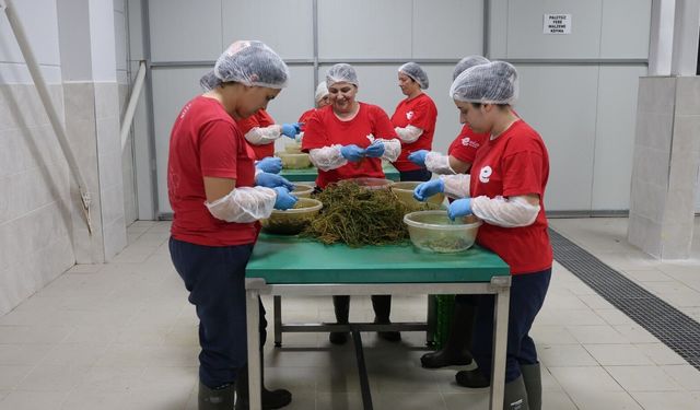 Efeler'in Fabrikasında Enginar Sezonu Bitti, Ege Otları Tezgaha İndi