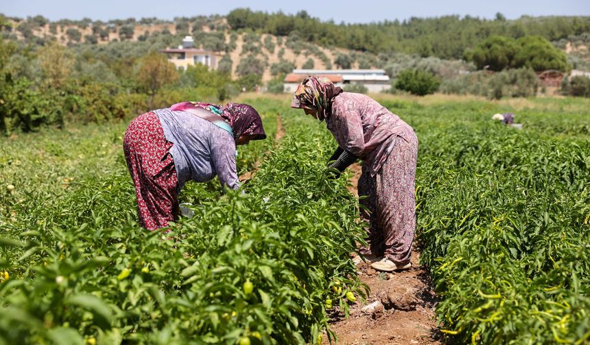 Buca'da Üreticinin İlk Hasat Coşkusu