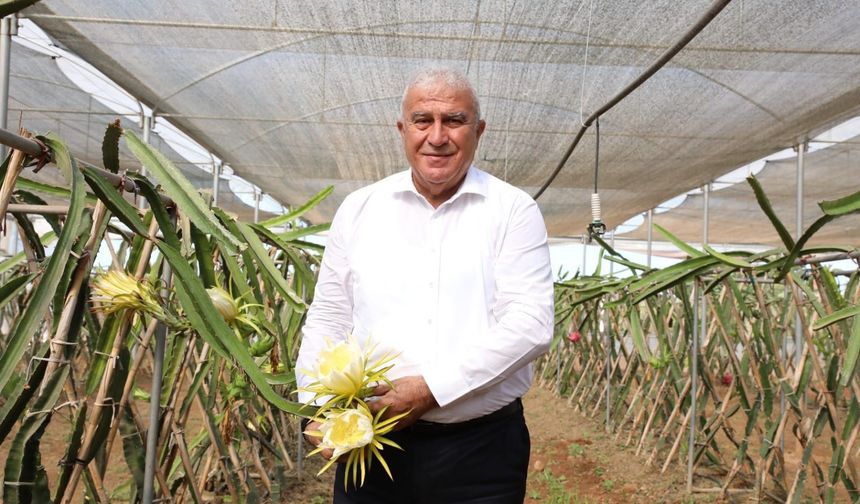 Başkan Atay'dan Ejder Meyvesi Hasadı