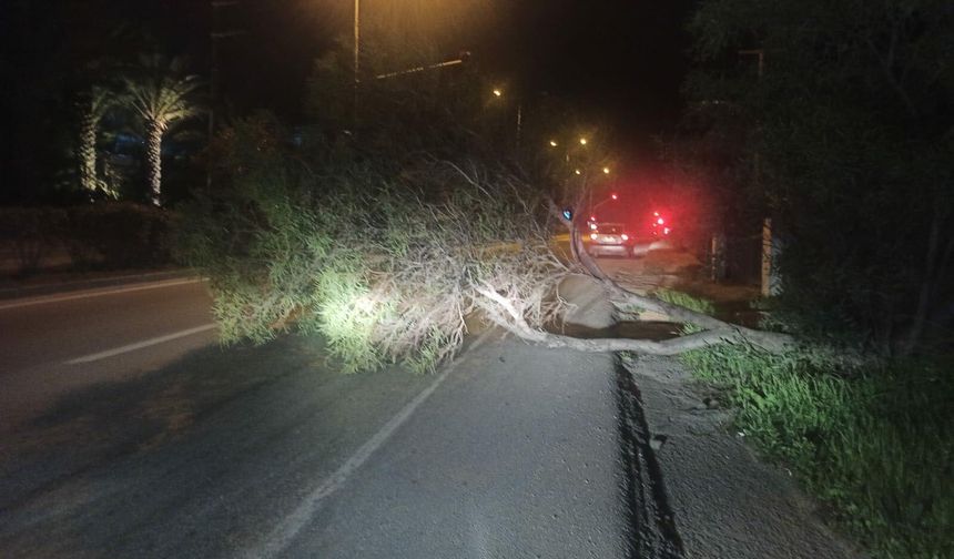 Bodrum'da Fırtına ve Sağanak; Ağaçlar Devrildi