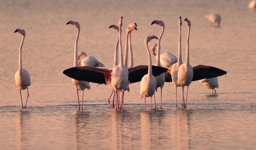 Gediz'de Flamingo ve Pelikanların Üreme Alanları Azaldı