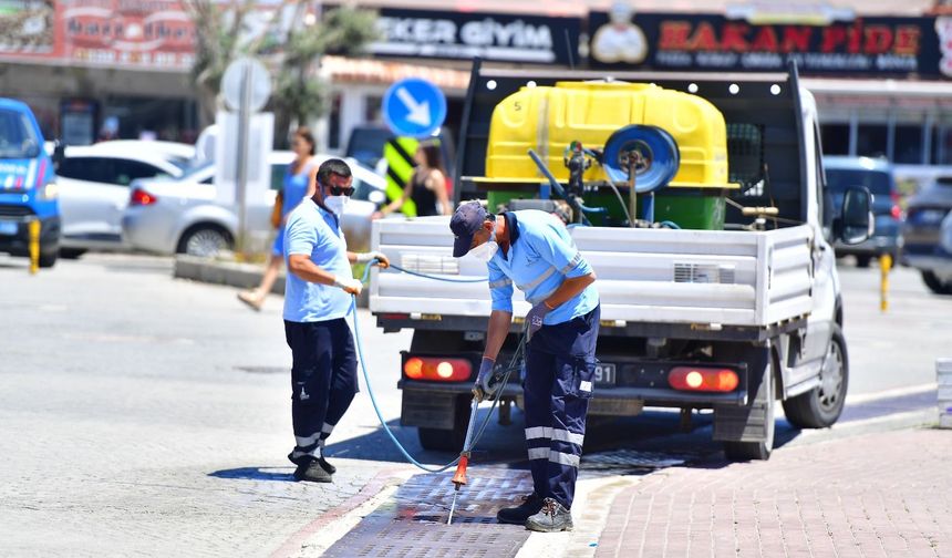 İklim Krizi Sivrisinek Popülasyonunu Artırdı