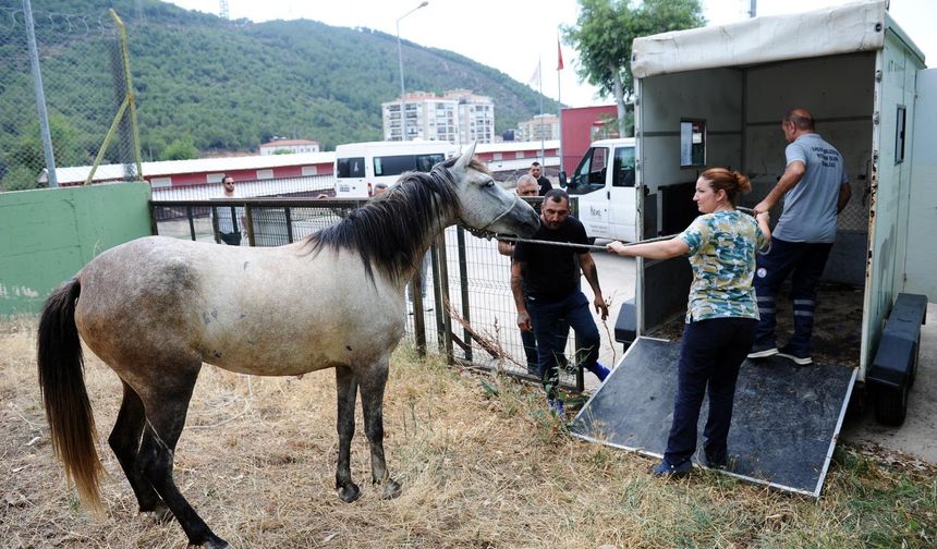 Karşıyaka'da Başıboş At Operasyonu