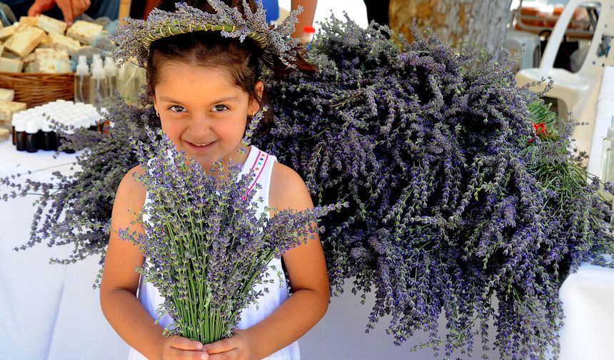 Seferihisar'da Lavanta Hasadı Zamanı