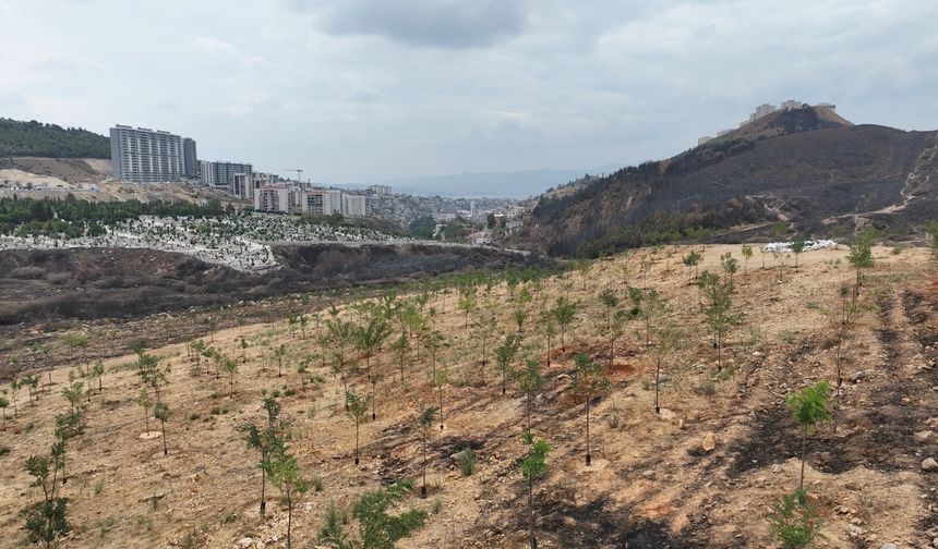 9 Eylül'de İzmir'in Dağlarında Çiçekler Açtı