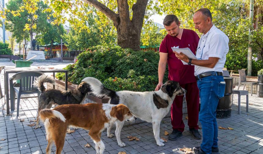 İzmir'de Sahipsiz Köpeklerin Sayımı Başladı