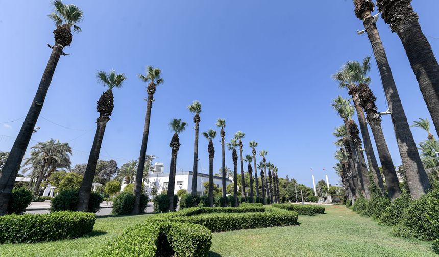Kültürpark'ın Palmiyelerine Yapay Zeka Koruması
