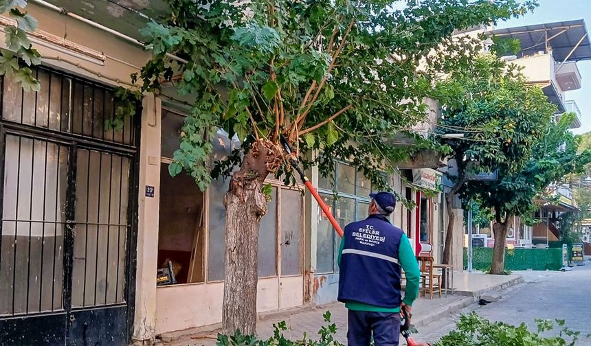 Efeler'de Ağaç Budama Çalışmaları Sürüyor