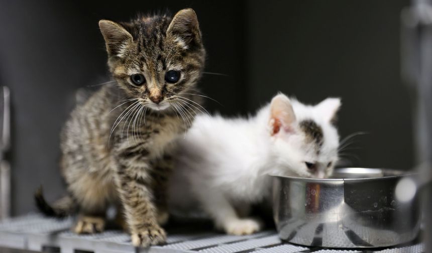 Buca'da 3 Bin 54 Sokak Kedisi Kısırlaştırıldı