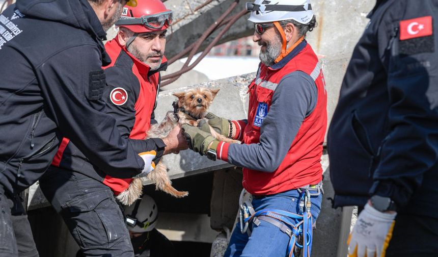 İzmir'de İlçelere Afetzede Hayvanlar İçin Arama Kurtarma Eğitimi