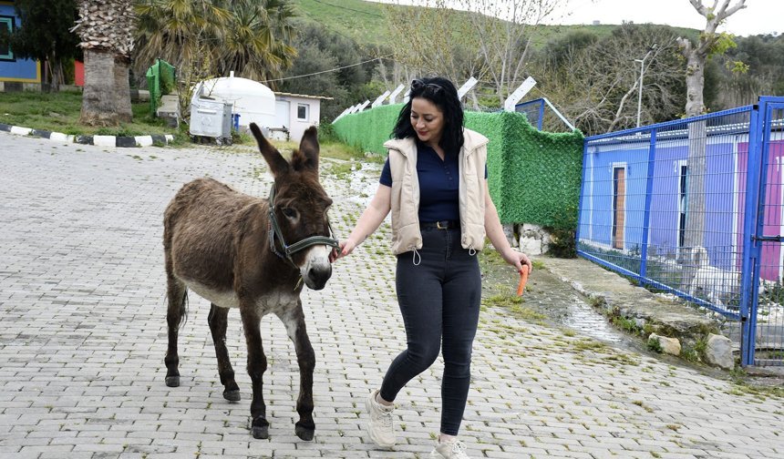 Kuşadası Evcil Hayvan Bakım ve Rehabilitasyon Merkezi'nin Maskotu 'Fıstık'