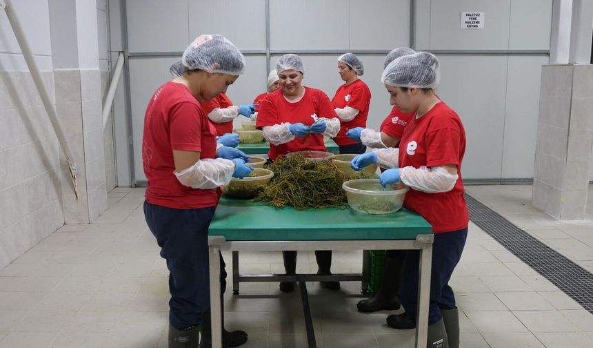 Efeler'in Fabrikasında Enginar Sezonu Bitti, Ege Otları Tezgaha İndi