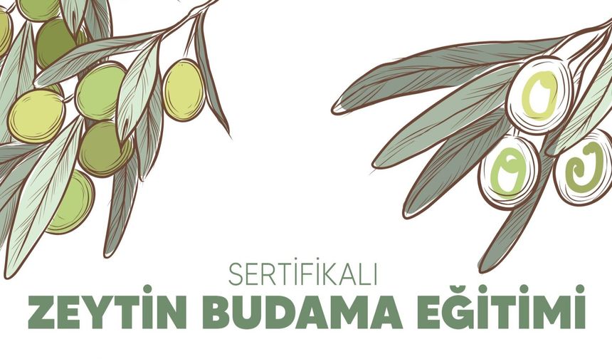Buca'da Ücretsiz Sertifikalı Zeytin Budama Eğitimi